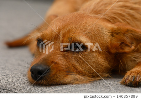 Relaxing dog enjoys a calm moment on a cozy gray surface in a peaceful indoor space during the late afternoon sun Relaxing dog enjoys a calm moment on a cozy gray surface in a peaceful indoor space during the late afternoon sun 140857899