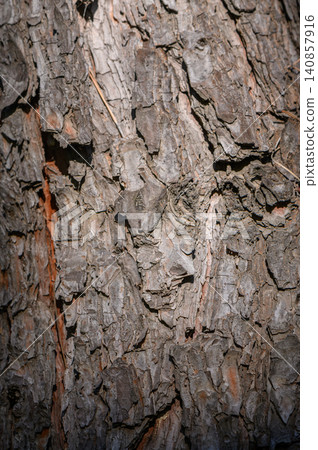 Rough Pine Bark Texture Sunlit Orange Scales and Dark Vertical Crevices Rough Pine Bark Texture Sunlit Orange Scales and Dark Vertical Crevices 140857916