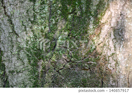 Tree Bark Covered with Green Moss Rough Texture with Deep Cracks Tree Bark Covered with Green Moss Rough Texture with Deep Cracks 140857917