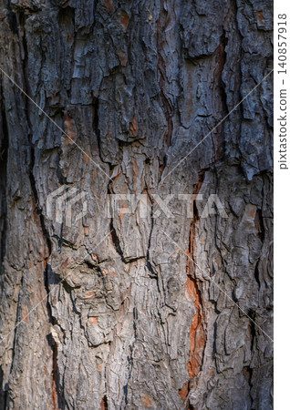 Old Pine Bark Texture with Sun and Shadows on Scots Pine Tree Old Pine Bark Texture with Sun and Shadows on Scots Pine Tree 140857918