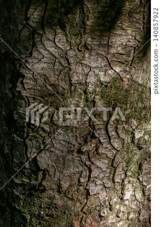 Mature Douglas Fir Bark Texture Sunlight and Deep Shadow Mature Douglas Fir Bark Texture Sunlight and Deep Shadow 140857922