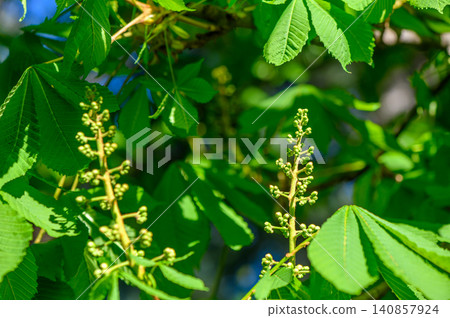 Flowering Horse Chestnut Tree Aesculus Hippocastanum in Spring Flowering Horse Chestnut Tree Aesculus Hippocastanum in Spring 140857924