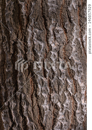 Tree Bark Texture Under Spring Sunlight Tree Bark Texture Under Spring Sunlight 140857929
