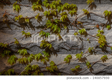 Boston Ivy Parthenocissus Tricuspidata Growing on Stone Tile Wall Boston Ivy Parthenocissus Tricuspidata Growing on Stone Tile Wall 140857930
