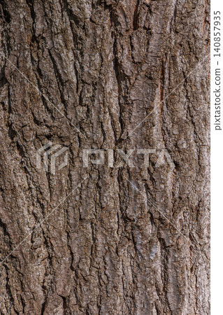 Rough Bark Texture Similar to Oak or Eastern White Pine Tree 140857935