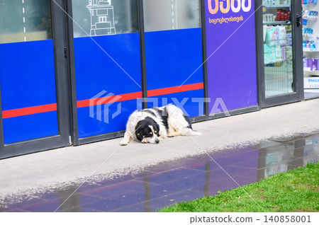 Stray Dog Resting at Building Entrance in Tbilisi 140858001