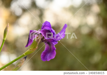 Bearded Iris Flower with Vibrant Petals and Fuzzy Beard 140858015