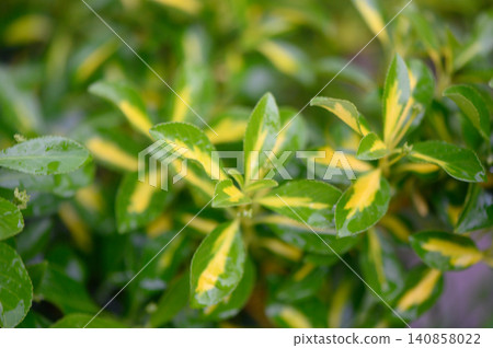 Close Up of Japanese Euonymus Leaves Euonymus Japonicus Close Up of Japanese Euonymus Leaves Euonymus Japonicus 140858022