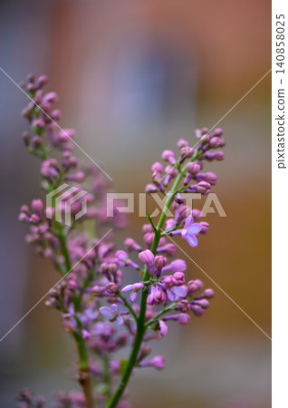 Close Up of Common Lilac Flowers with Blurred Background Close Up of Common Lilac Flowers with Blurred Background 140858025