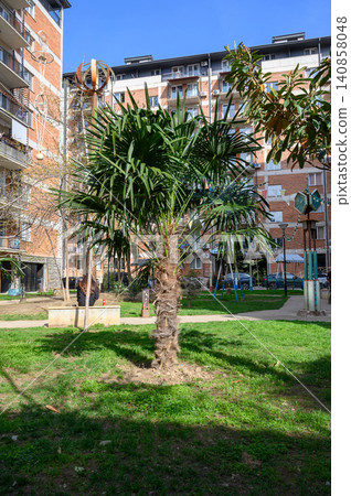 Tropical Palm Tree in a Residential Complex in Georgia Tropical Palm Tree in a Residential Complex in Georgia 140858048