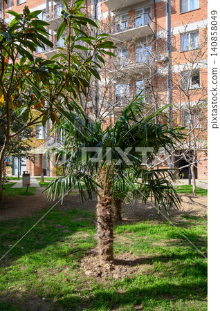 Resort Style Palm Landscaping in Georgian Residential Complex Resort Style Palm Landscaping in Georgian Residential Complex 140858049
