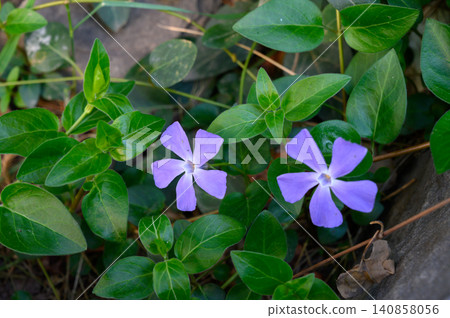 Pair of Periwinkle Flowers Among Creeping Stems and Green Leaves Pair of Periwinkle Flowers Among Creeping Stems and Green Leaves 140858056