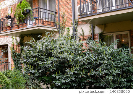 Cherry Laurel Prunus Laurocerasus Growing Near a House Cherry Laurel Prunus Laurocerasus Growing Near a House 140858060