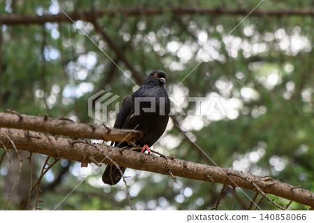 Melanistic rock dove Columba livia with almost entirely black plumage and iridescent purple or Melanistic rock dove Columba livia with almost entirely black plumage and iridescent purple or 140858066