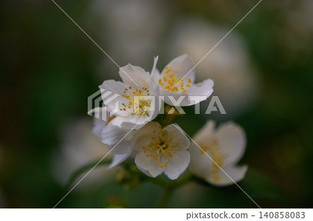 White flowers with bright yellow stamens close up resembling mock orange Philadelphus false jasmine White flowers with bright yellow stamens close up resembling mock orange Philadelphus false jasmine 140858083