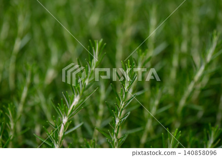 Rosemary Rosmarinus officinalis perennial evergreen shrub with aromatic needle like leaves Rosemary Rosmarinus officinalis perennial evergreen shrub with aromatic needle like leaves 140858096