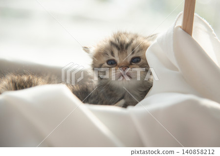Close-up portrait of a cute fluffy tabby kitten looking at the camera from a white fabric basket indoors. 140858212