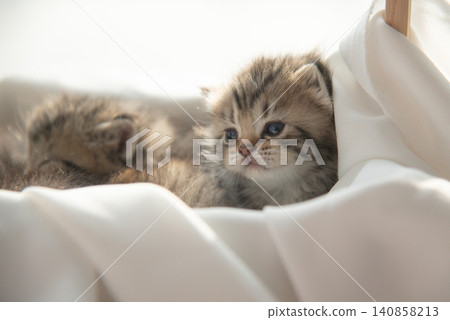 Close-up of a cute fluffy tabby kitten peeking from a white fabric basket looking away inquisitively 140858213