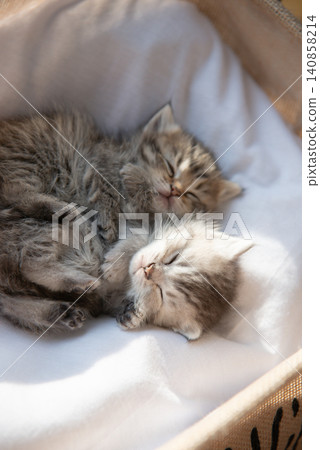 Close-up of two cute fluffy kittens sleeping and cuddling together in a basket indoors. Close-up of two cute fluffy kittens sleeping and cuddling together in a basket indoors. 140858214