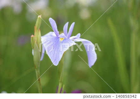 Beautifully blooming pale purple irises Beautifully blooming pale purple irises 140858342