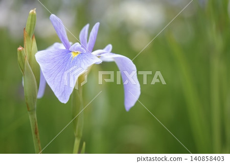 Beautifully blooming pale purple irises Beautifully blooming pale purple irises 140858403