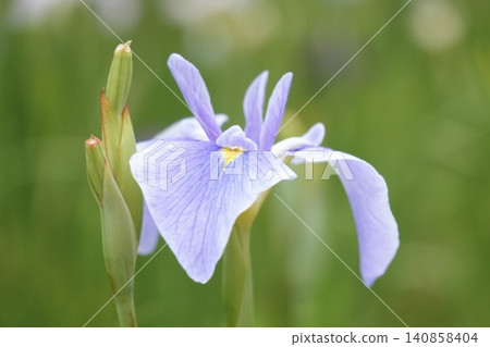 Beautifully blooming pale purple irises Beautifully blooming pale purple irises 140858404