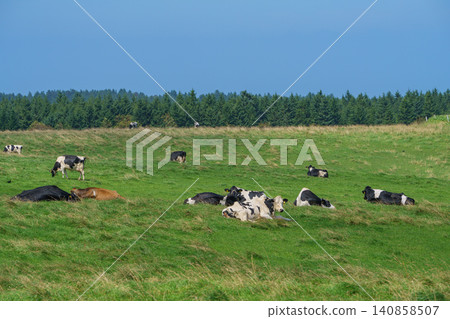 Dairy cows grazing in pastures in the Soya region of northern Hokkaido: A peaceful dairy farming scene. 140858507