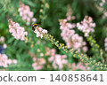 Bees collecting pollen 140858641