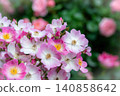 Pink flowers 140858642