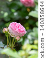 Dark pink roses 140858644