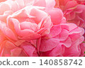 Rose of pink color 140858742