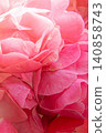 Rose of pink color 140858743