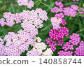 pink flowers are blooming 140858744