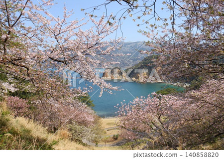 Ukusu, Koganezaki Coast during cherry blossom season, West Izu Ukusu, Koganezaki Coast during cherry blossom season, West Izu 140858820