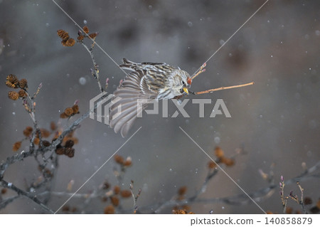 The Common Redpoll, a winter bird, is a beautiful little bird with a bright red forehead and pink breast that can be seen in snowy landscapes. The Common Redpoll, a winter bird, is a beautiful little bird with a bright red forehead and pink breast that can be seen in snowy landscapes. 140858879