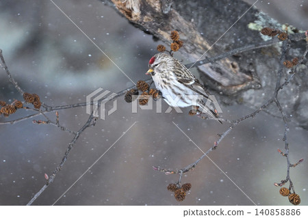 The Common Redpoll, a winter bird, is a beautiful little bird with a bright red forehead and pink breast that can be seen in snowy landscapes. The Common Redpoll, a winter bird, is a beautiful little bird with a bright red forehead and pink breast that can be seen in snowy landscapes. 140858886