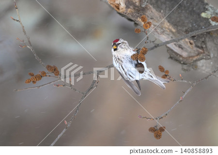 The Common Redpoll, a winter bird, is a beautiful little bird with a bright red forehead and pink breast that can be seen in snowy landscapes. The Common Redpoll, a winter bird, is a beautiful little bird with a bright red forehead and pink breast that can be seen in snowy landscapes. 140858893