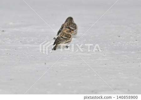 The Common Redpoll, a winter bird, is a beautiful little bird with a bright red forehead and pink breast that can be seen in snowy landscapes. The Common Redpoll, a winter bird, is a beautiful little bird with a bright red forehead and pink breast that can be seen in snowy landscapes. 140858900