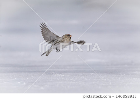 The Common Redpoll, a winter bird, is a beautiful little bird with a bright red forehead and pink breast that can be seen in snowy landscapes. The Common Redpoll, a winter bird, is a beautiful little bird with a bright red forehead and pink breast that can be seen in snowy landscapes. 140858915