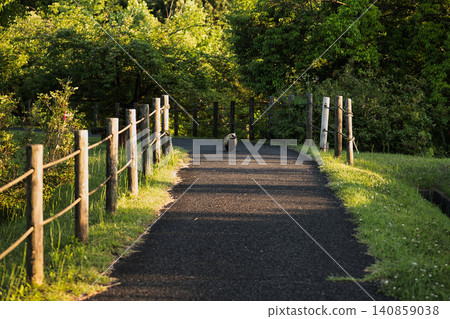 Wild animals can be seen walking along the park's paths. Wild animals can be seen walking along the park's paths. 140859038