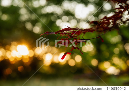 The red leaves and fruits of the Nomura maple tree shining in the setting sun The red leaves and fruits of the Nomura maple tree shining in the setting sun 140859042