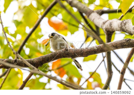 Long-tailed tit in the grove 140859092