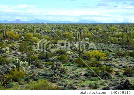 Old Saguaro Cactus Sonora desert Arizona Old Saguaro Cactus Sonora desert Arizona 140859115