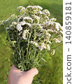 Hand Holding Bunch of White Yarrow Flowers 140859181