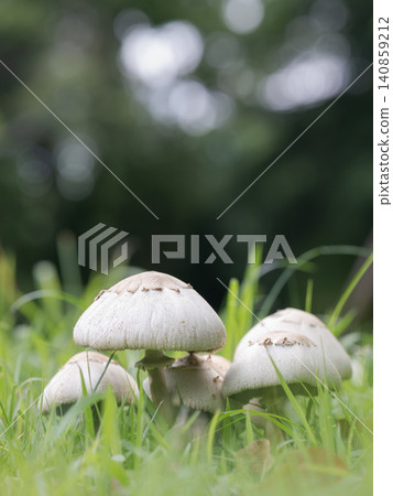 Large white umbrella mushrooms growing in clusters in the fields in early summer. Large white umbrella mushrooms growing in clusters in the fields in early summer. 140859212