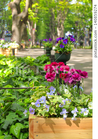 Violas and carnations in the central greenway of Jozenji-dori Green Space (Sendai City, Miyagi Prefecture) Violas and carnations in the central greenway of Jozenji-dori Green Space (Sendai City, Miyagi Prefecture) 140859274