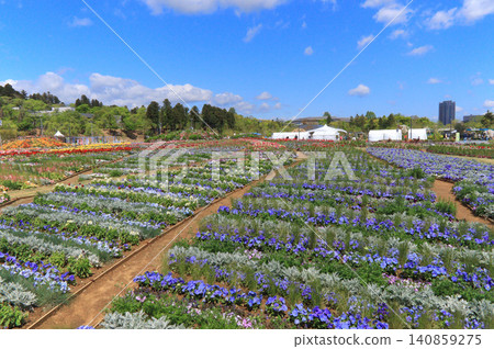 Flowerbeds in the Oimawashi district (Sendai City, Miyagi Prefecture) during the National Urban Greening Sendai Fair, Mirai no Mori Sendai 2023. Flowerbeds in the Oimawashi district (Sendai City, Miyagi Prefecture) during the National Urban Greening Sendai Fair, Mirai no Mori Sendai 2023. 140859275