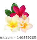 Red, soft orange, and pale yellow frangipani (Plumeria) flowers with blooming blossoms and flower buds in a lush tropical garden. on white background.. 140859285