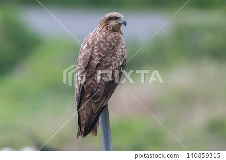 A familiar bird of prey: the Black Kite A familiar bird of prey: the Black Kite 140859315