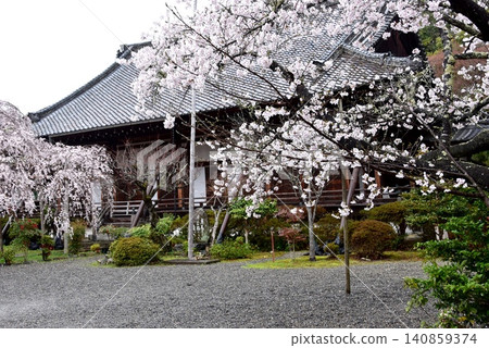 Bishamondo Temple's main hall and a weeping cherry tree in full bloom, Yamashina Ward, Kyoto City. Bishamondo Temple's main hall and a weeping cherry tree in full bloom, Yamashina Ward, Kyoto City. 140859374